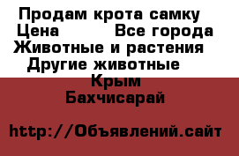 Продам крота самку › Цена ­ 200 - Все города Животные и растения » Другие животные   . Крым,Бахчисарай